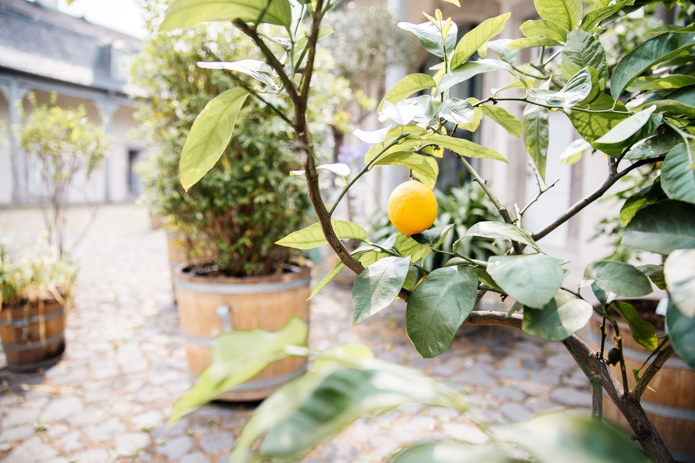 Buschenhofen, Fotografie, Hochzeit, Reportage, Benrath, Düsseldorf, Benrather Schloss, Schloss, Hochzeitsreportage