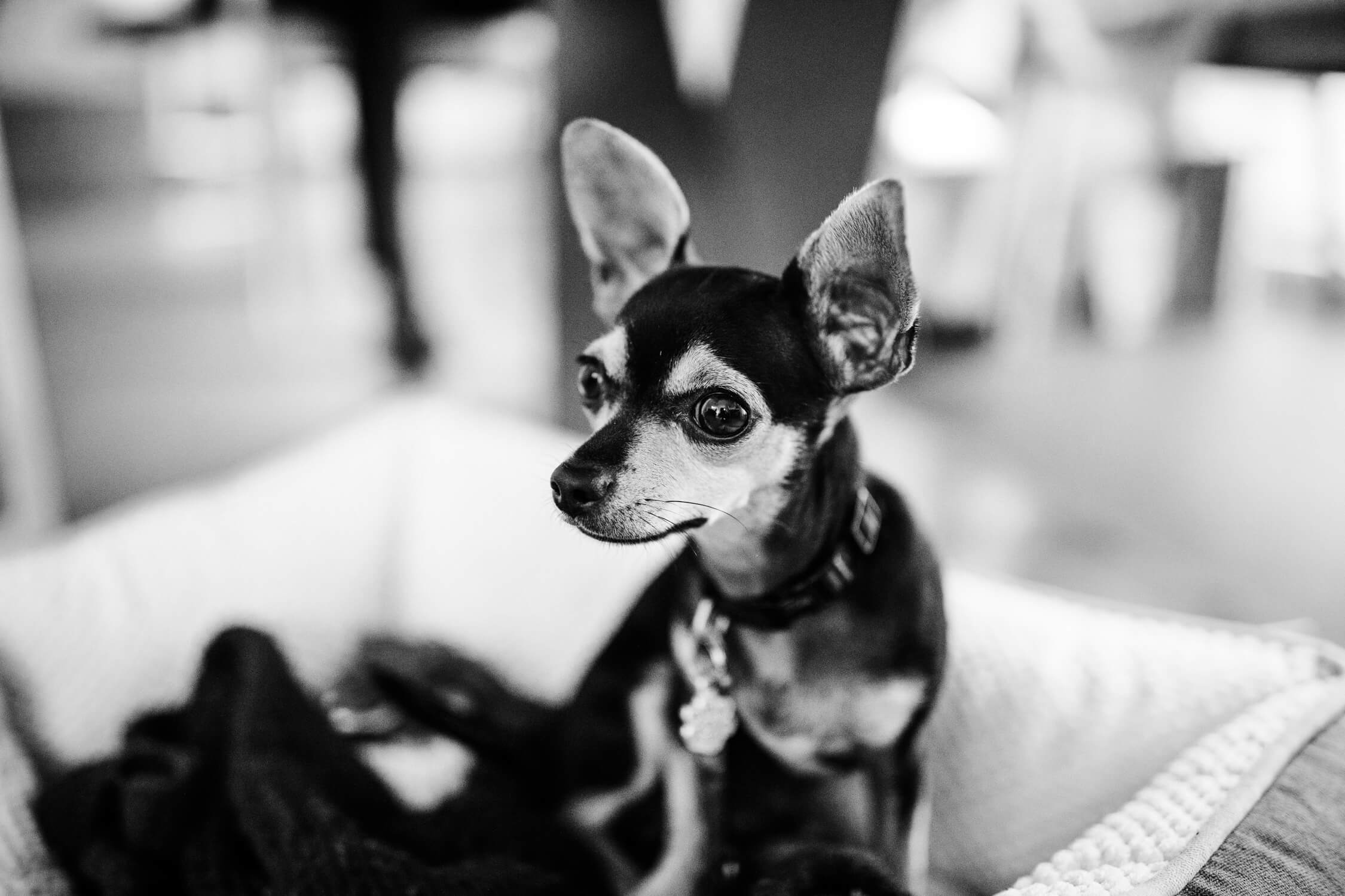 Standesamt, Krefeld, Garten, Freie Trauung, Hochzeitsreportage, Hochzeit, Hochzeitsfotograf, Reportage, Nina Buschenhofen, Liebe, Hochzeitsfotografie